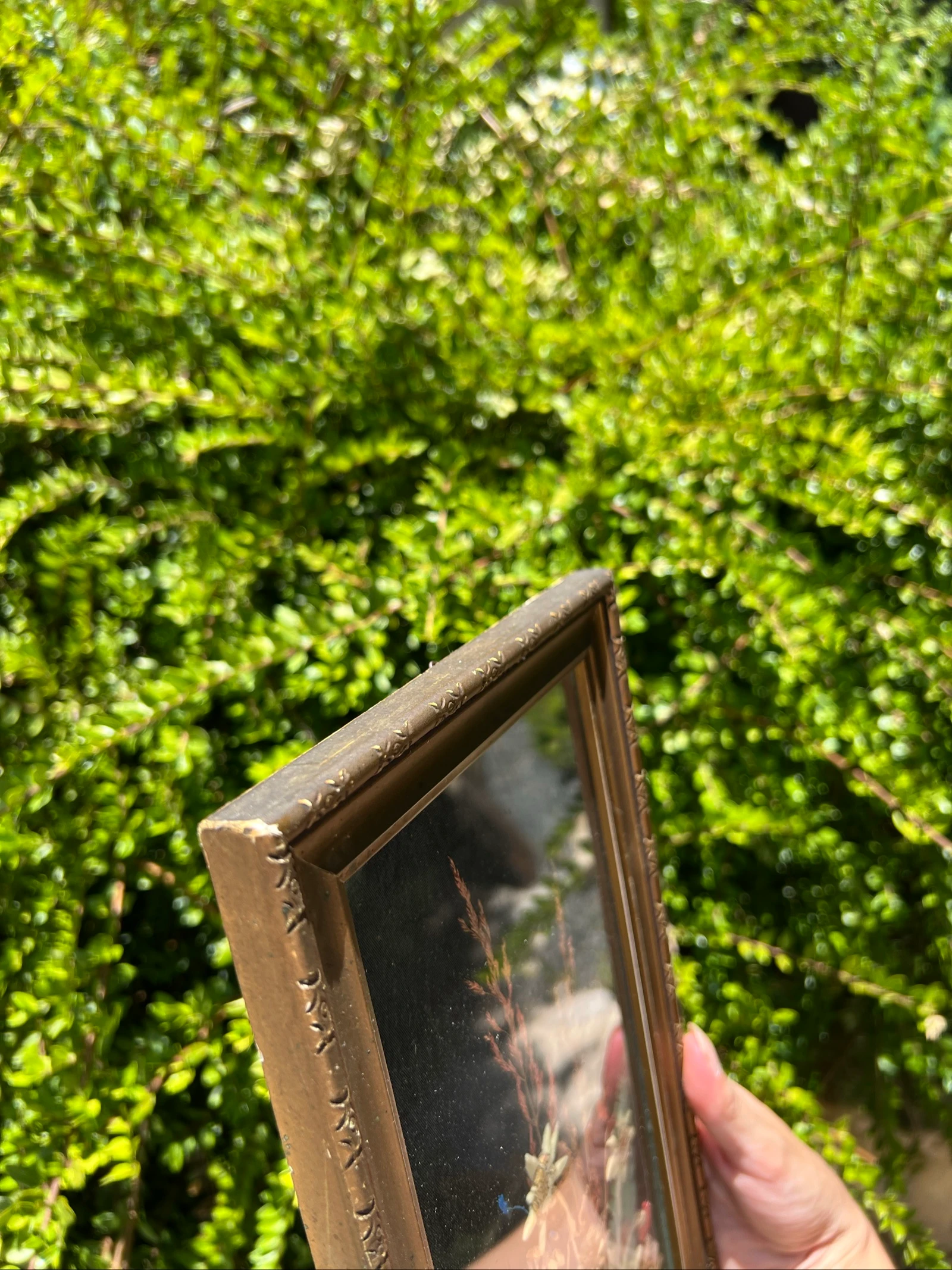 💮 Vintage frame gedroogde bloemen Edelweiss gesigneerd – Wanddecoratie 32 x 19 cm – photo 10
